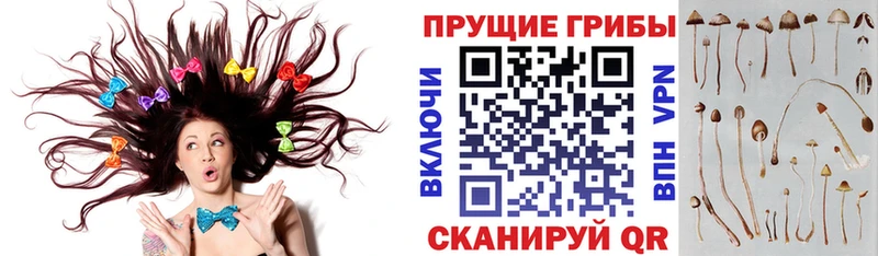 Галлюциногенные грибы мицелий  купить наркотики сайты  Динская 